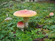 Das rote Pilz Wulstling muscaria, allgemein bekannt als the Fliege agaric or Fliegenwulstling Lizenzfreies Stockbild Das rote Pilz Wulstling muscaria, allgemein bekannt als the Fliege agaric or Fliegenwulstling Lizenzfreies Stockbild